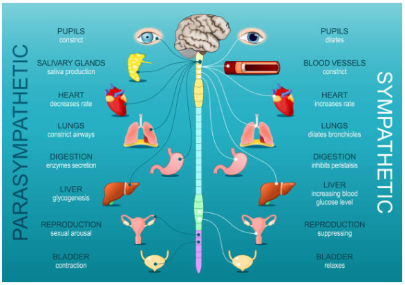 autonomic nervous system
